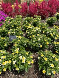 GEM™ Compact Yellow Topaz