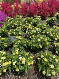 GEM™ Compact Yellow Topaz
