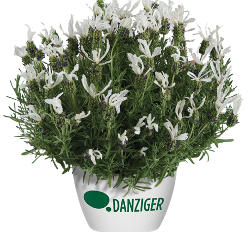 LAVEANNA™ White Frost