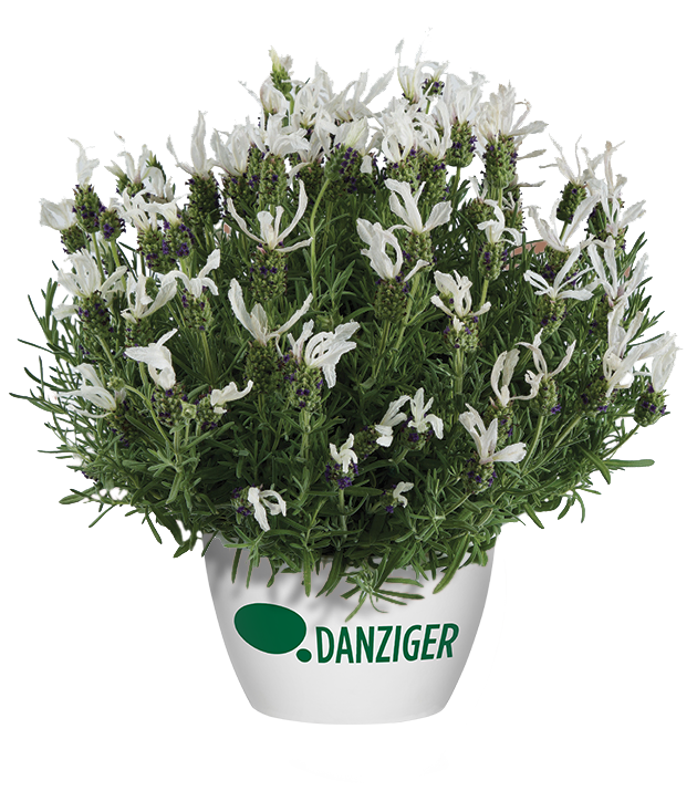 Lavandeページ LAVEANNA™ White Frost - Danziger