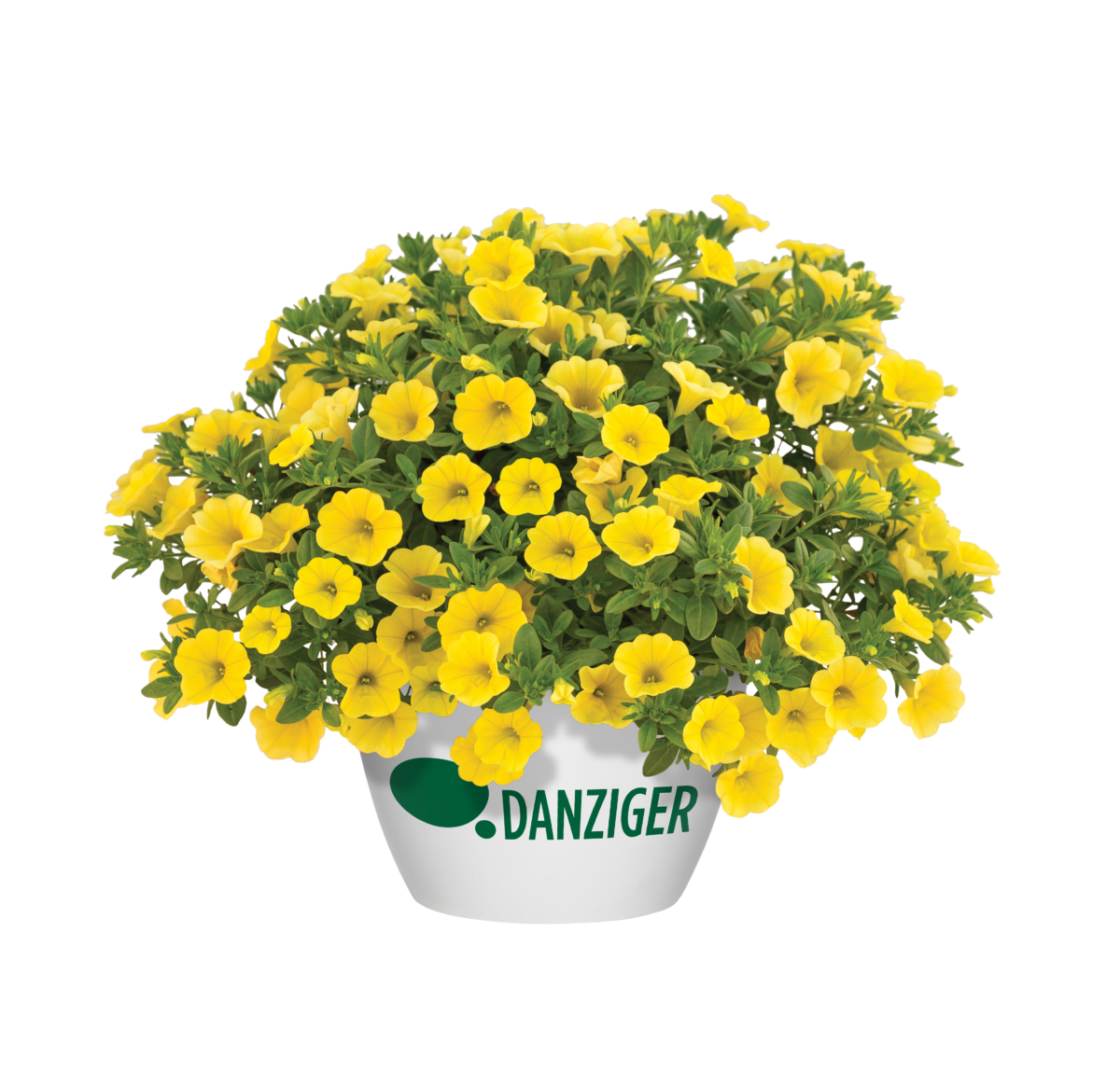LIA™ Yellow improved - Danziger