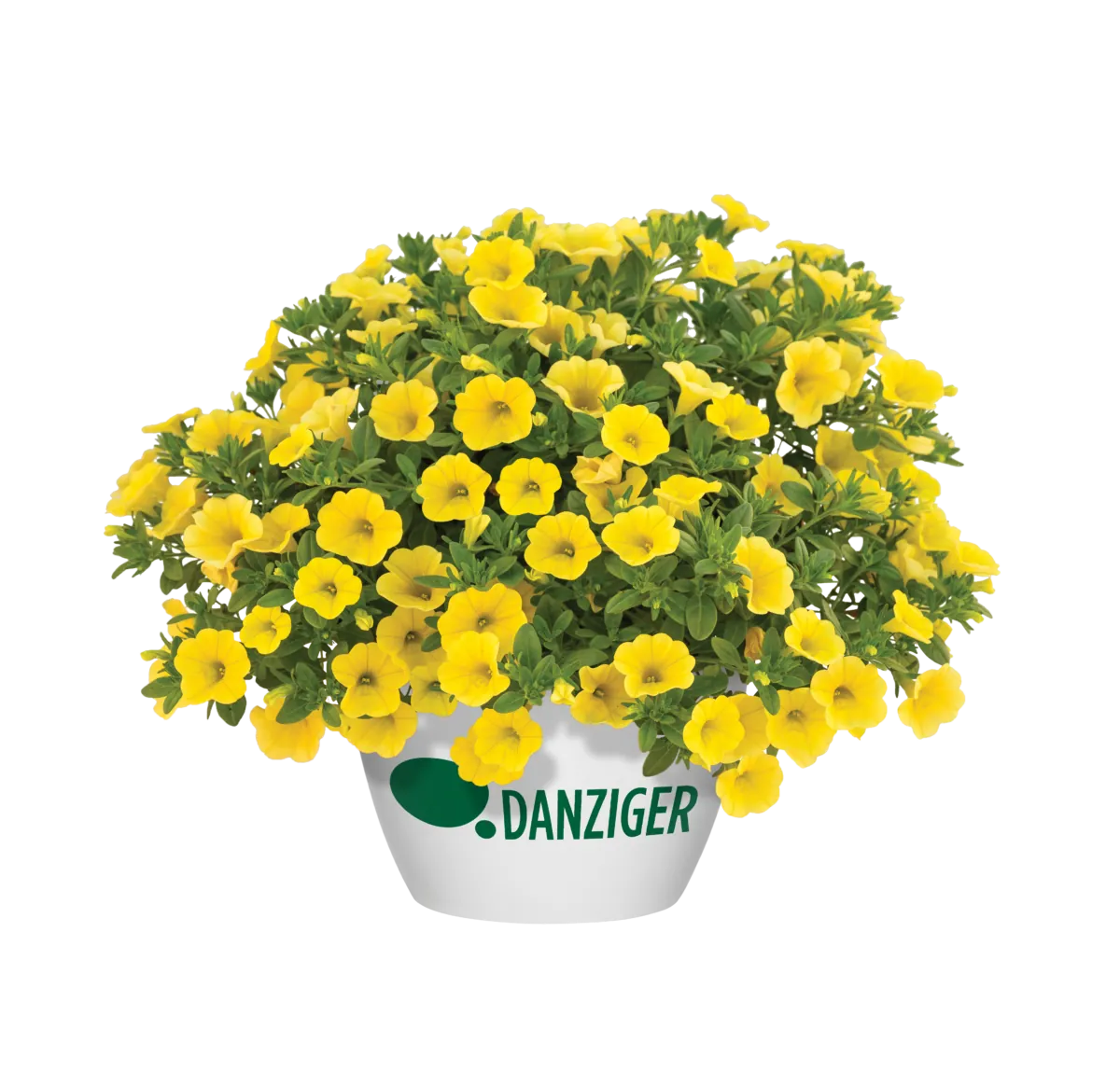 LIA™ Yellow improved