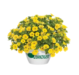 LIA™ Yellow improved