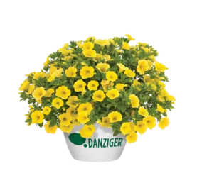 LIA™ Yellow improved