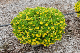 LIA™ Yellow improved