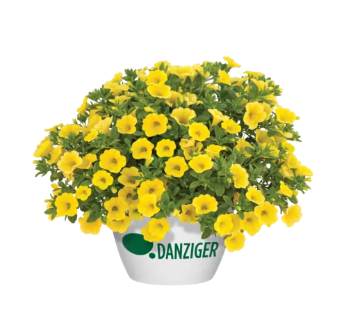 LIA™ Yellow improved
