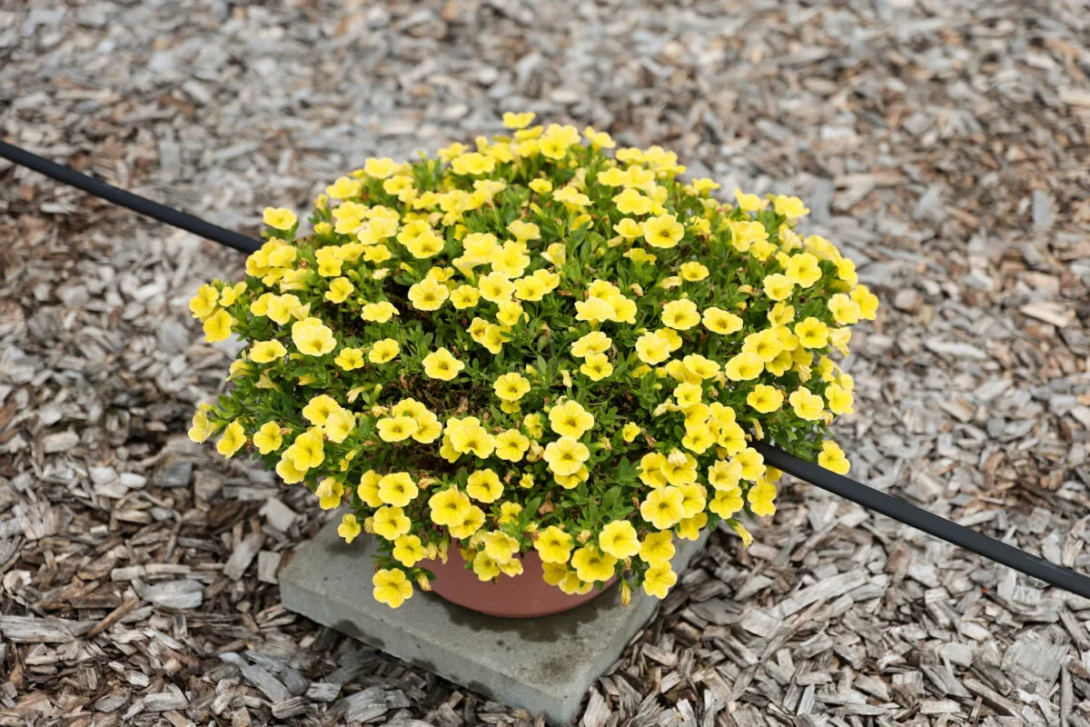 LIA™ Yellow improved