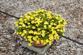 LIA™ Yellow improved