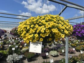 LIA™ Yellow improved