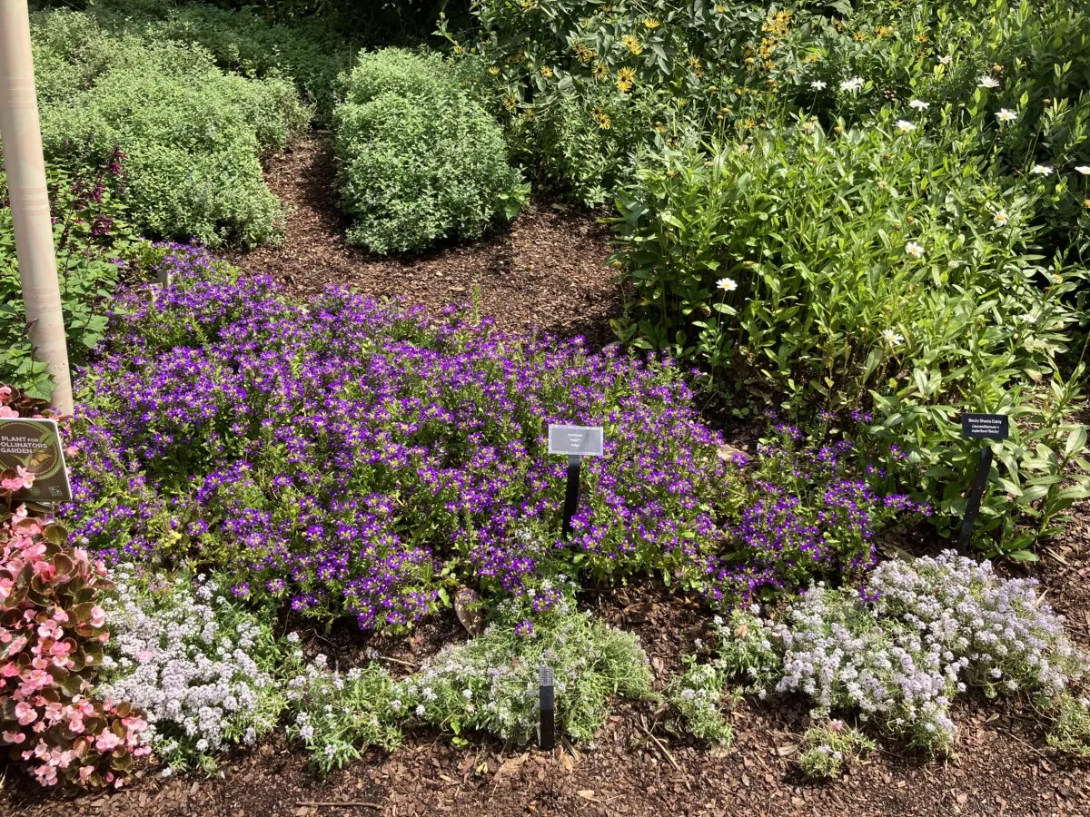 STREAM™ Compact Violet