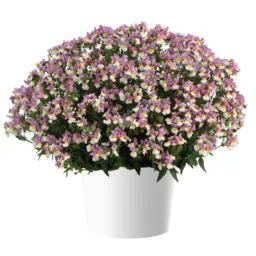 MENOR™ Dual Violet