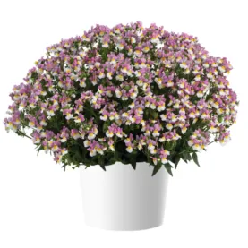 MENOR™ Dual Violet