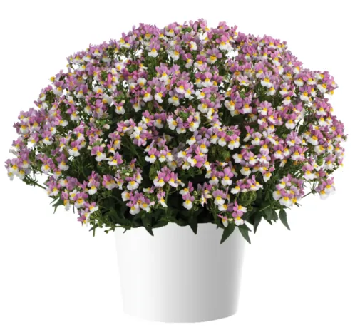 MENOR™ Dual Violet