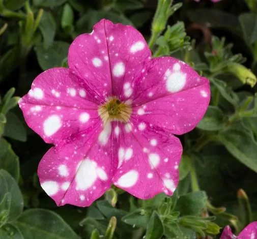 SPLASH DANCE® Rumba Rose
