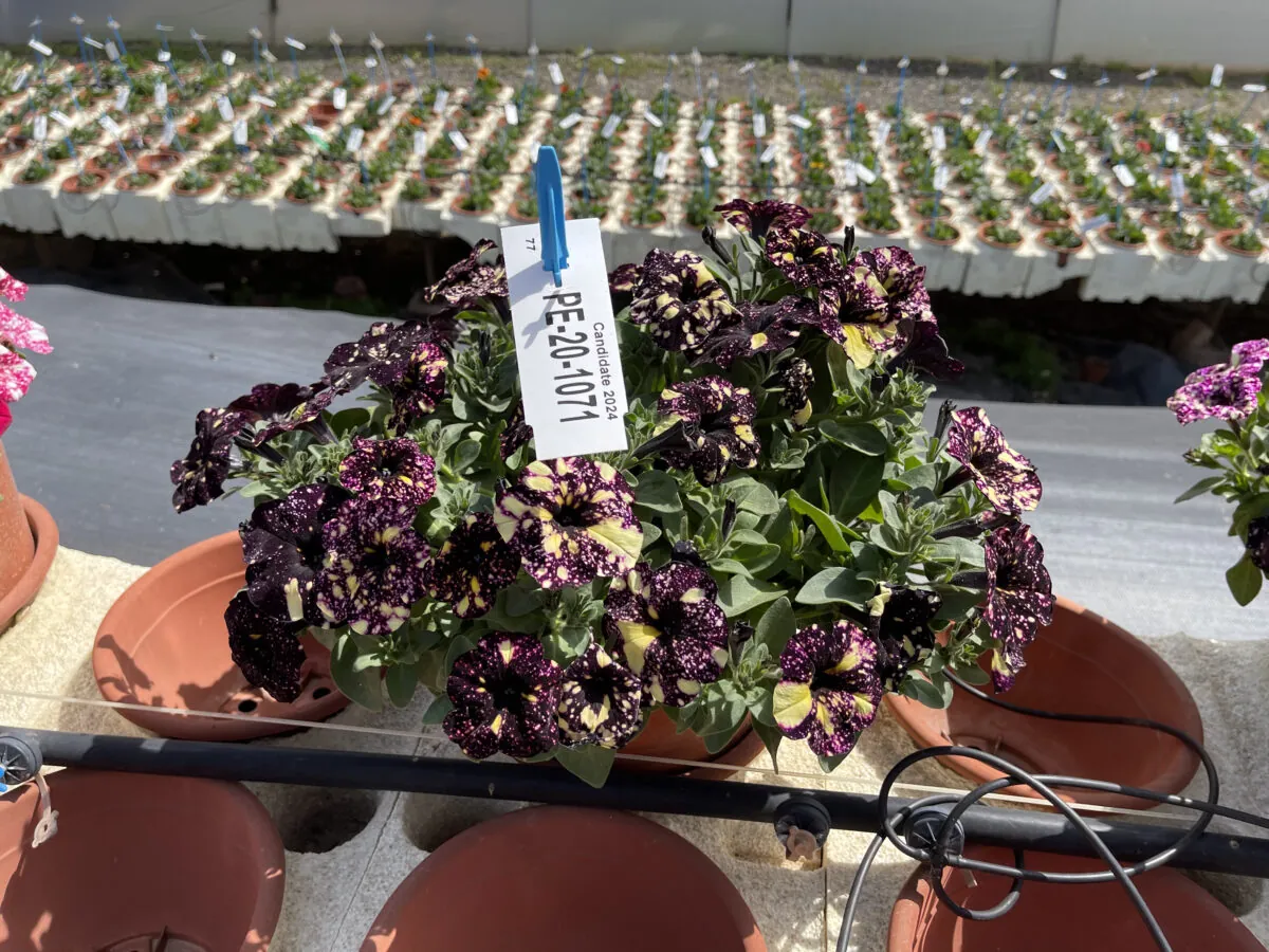 SPLASH DANCE® Violet Vogue