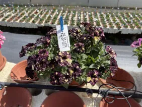 SPLASH DANCE® Violet Vogue