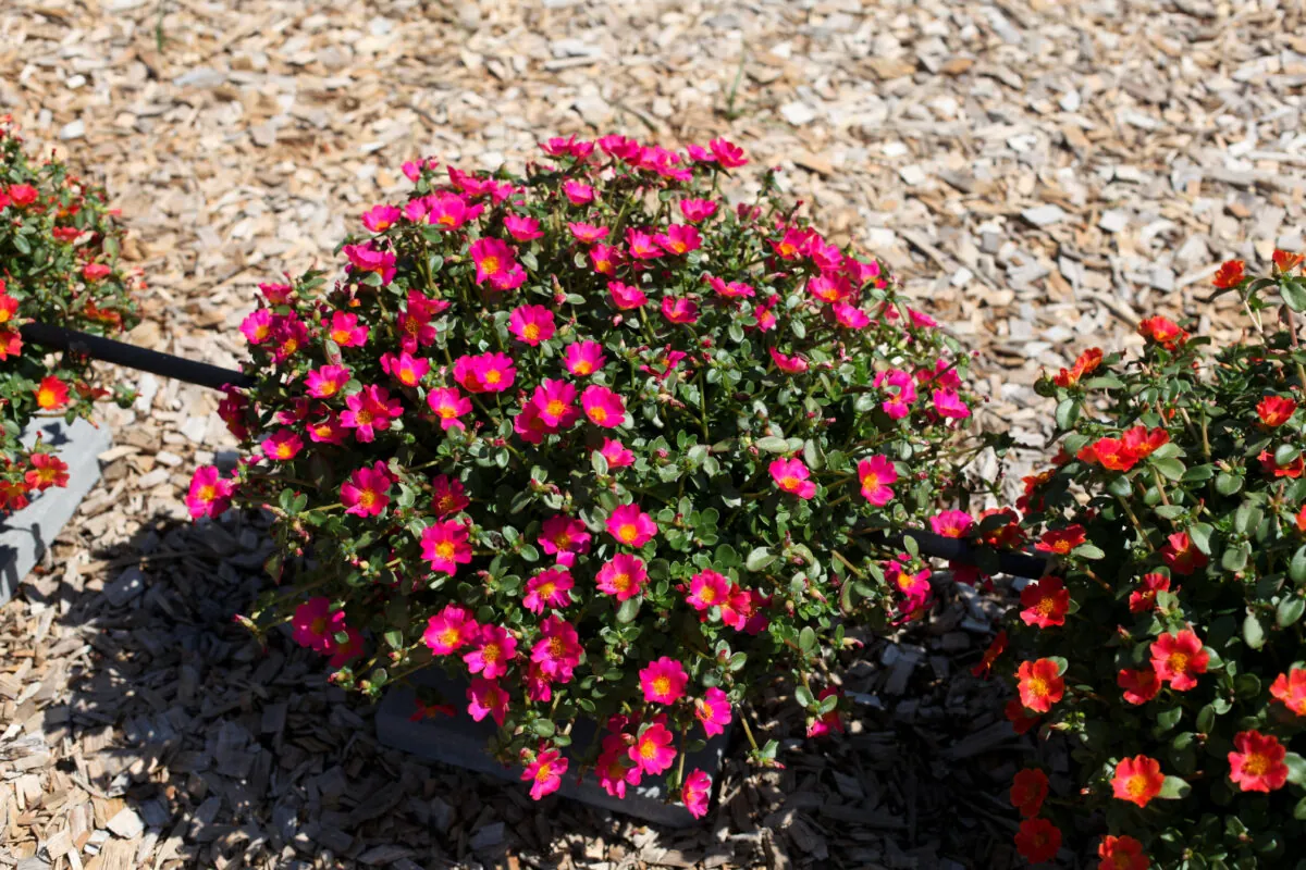 PAZZAZ™ NANO Fuchsia Improved