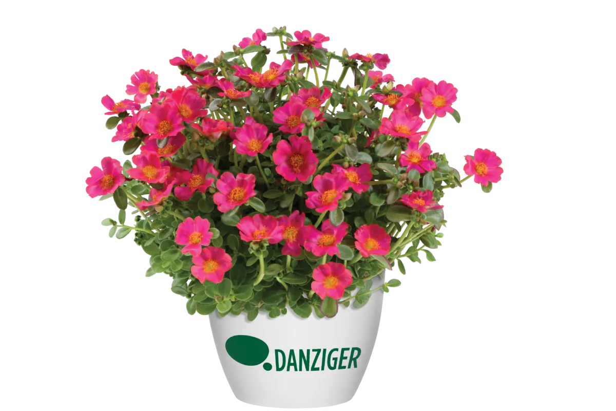 PAZZAZ™ NANO Fuchsia Improved