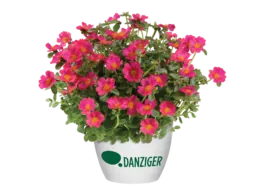 PAZZAZ™ NANO Fuchsia Improved