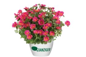 PAZZAZ™ NANO Fuchsia Improved