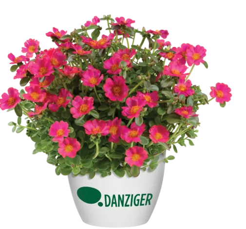 PAZZAZ™ NANO Fuchsia Improved