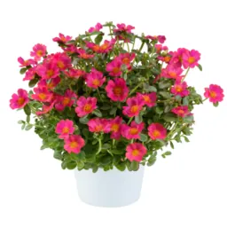 PAZZAZ™ NANO Fuchsia Improved