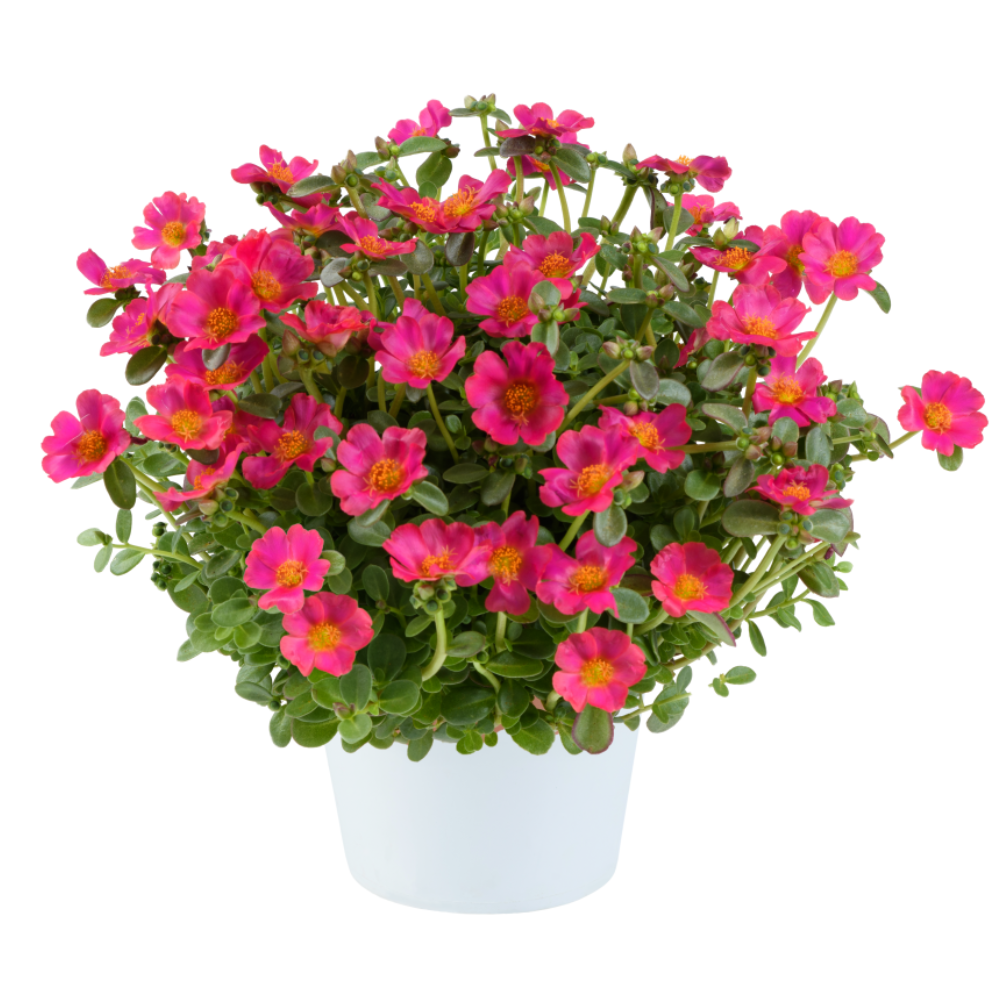 PAZZAZ™ NANO Fuchsia Improved - Danziger PAZZAZ™ NANO Fuchsia Improved - Danziger