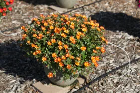 PAZZAZ™ NANO Orange Twist