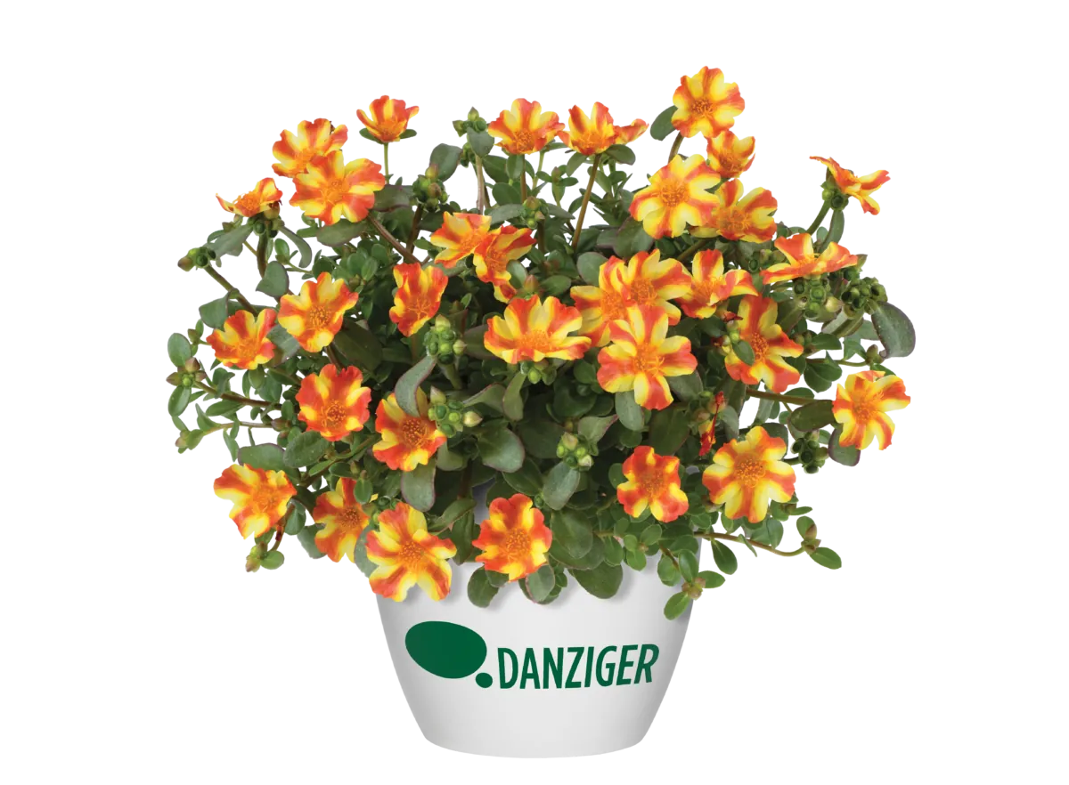 PAZZAZ™ NANO Orange Twist