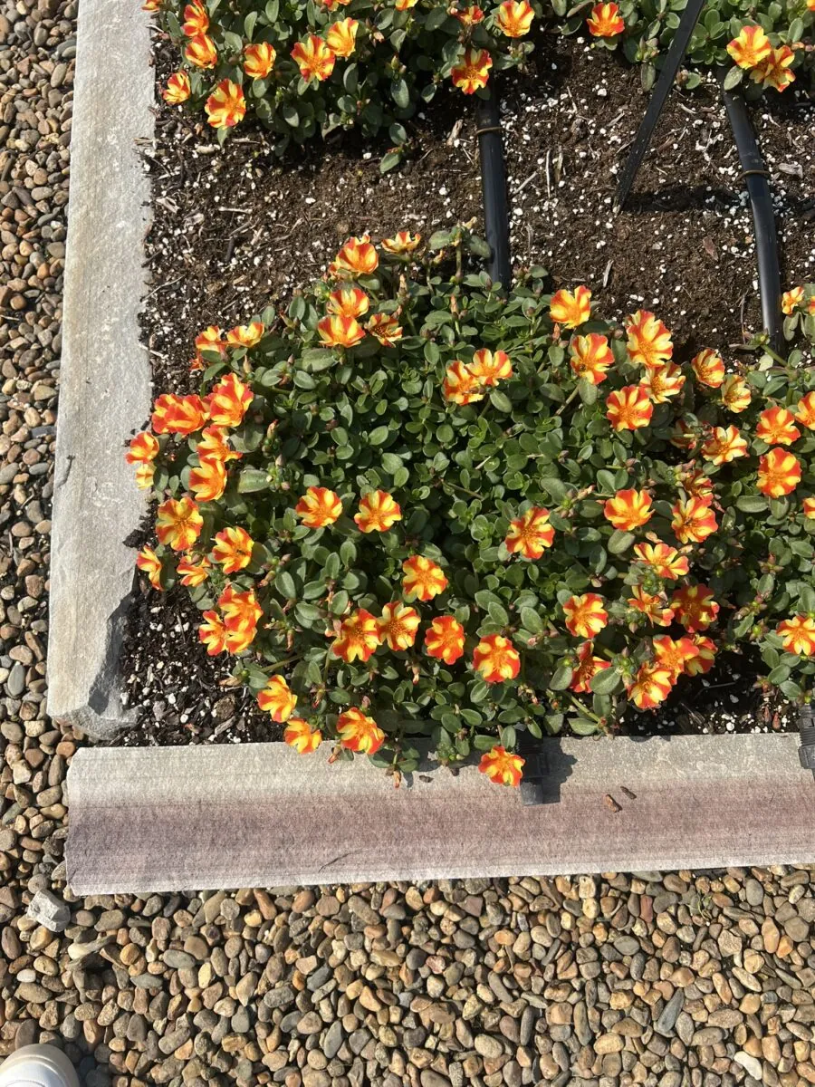 PAZZAZ™ NANO Orange Twist