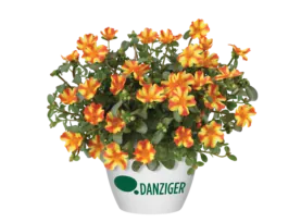 PAZZAZ™ NANO Orange Twist
