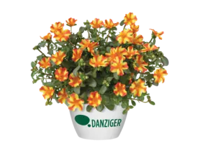 PAZZAZ™ NANO Orange Twist