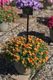 PAZZAZ™ NANO Orange Twist