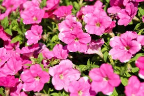 SPLASH DANCE® Rumba Rose