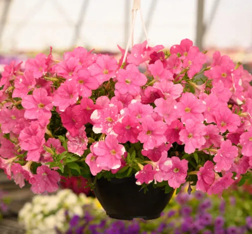 SPLASH DANCE® Rumba Rose