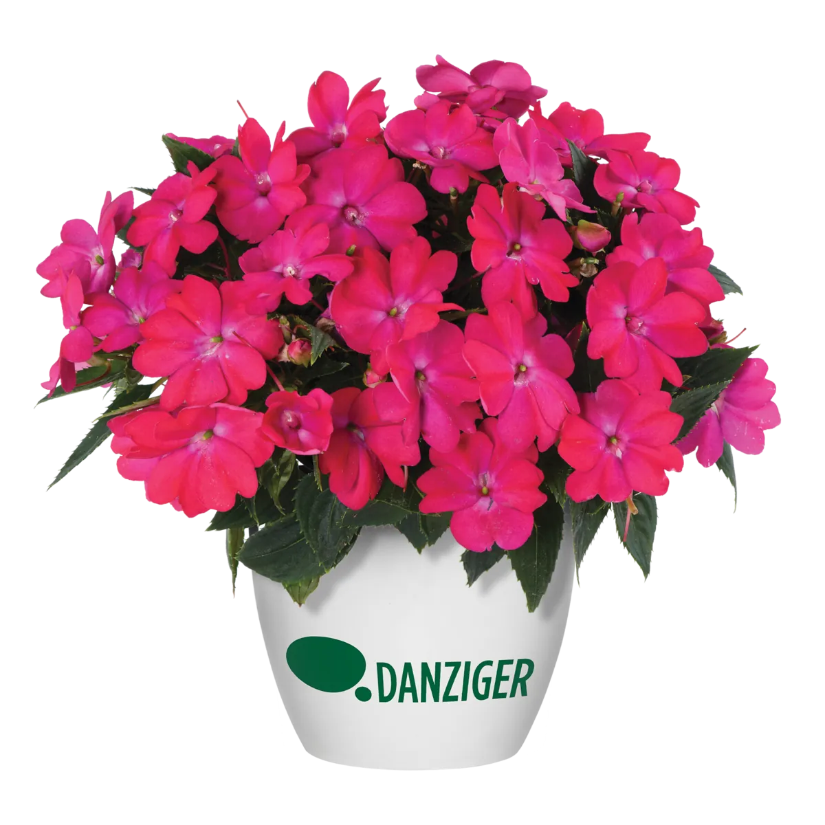 SOL LUNA™ Electric Pink