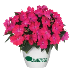 SOL LUNA™ Electric Pink