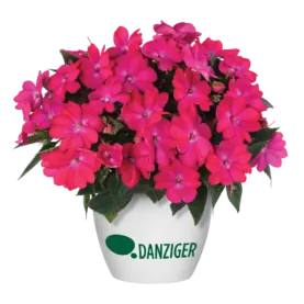 SOL LUNA™ Electric Pink