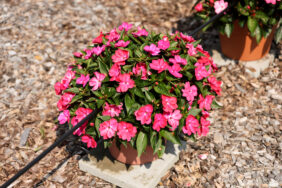 SOL LUNA™ Electric Pink