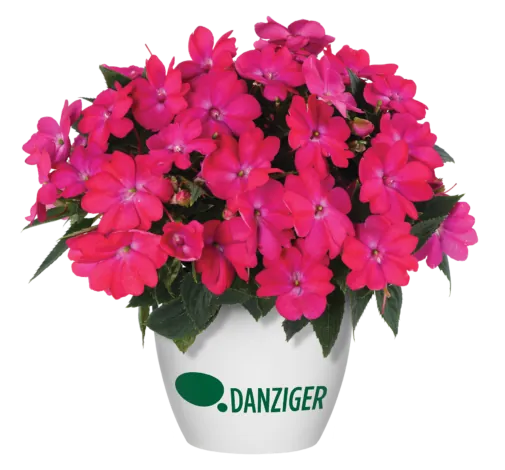 SOL LUNA™ Electric Pink