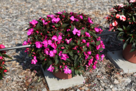 SOL LUNA™ Ultra Violet