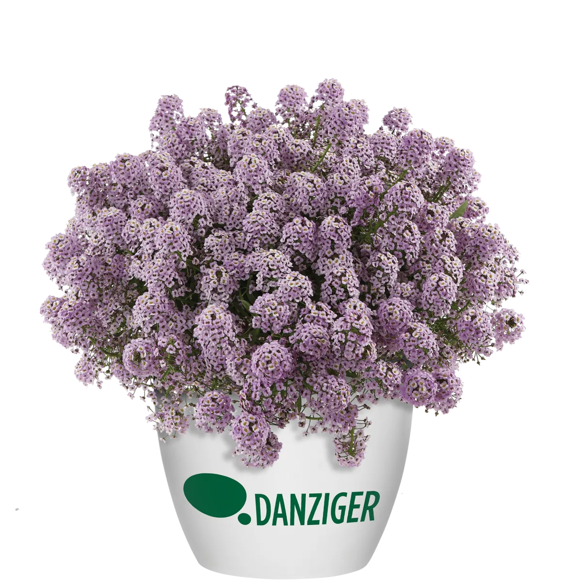 STREAM™ Compact Violet