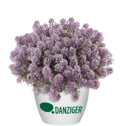 STREAM™ Compact Violet