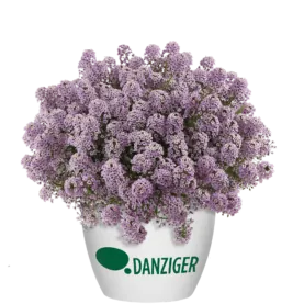 STREAM™ Compact Violet