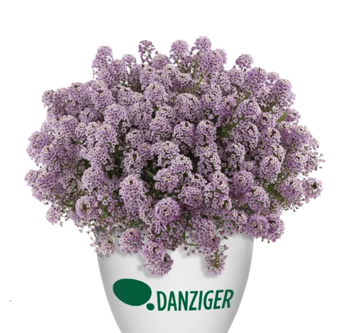 STREAM™ Compact Violet