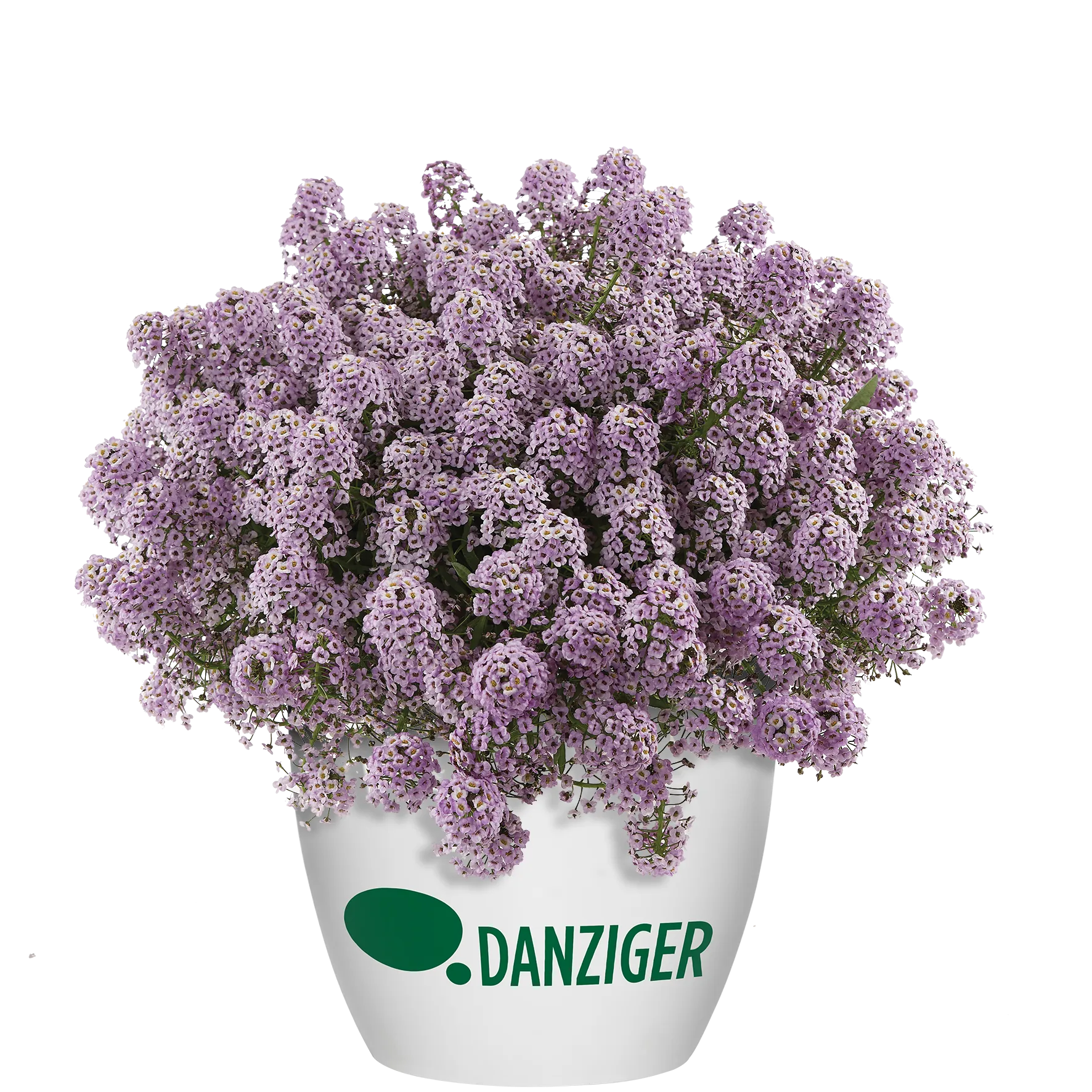 STREAM™ Compact Violet - Danziger