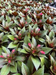 SOL LUNA™ Electric Pink