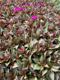 SOL LUNA™ Ultra Violet