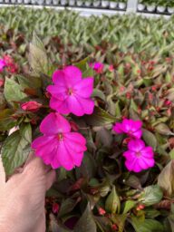 SOL LUNA™ Ultra Violet