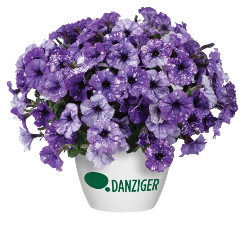 花 Moon SPLASH DANCE® Moon Walk - Danziger